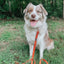 Dog Leash - Foxy