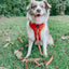 Dog Adjustable Harness - Foxy