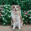 Dog Step-In Harness - Sunflower Dreams