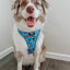 Dog Adjustable Harness - The Powerpuff Girls™ (Blue)