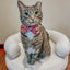 Cat Collar - Hello Kitty® Red Classic