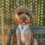 Dog Adjustable Harness - Mush Love