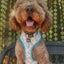 Dog Collar - Mush Love