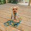 Dog Adjustable Harness - SpongeBob SquarePants™ Jelly Fishin'