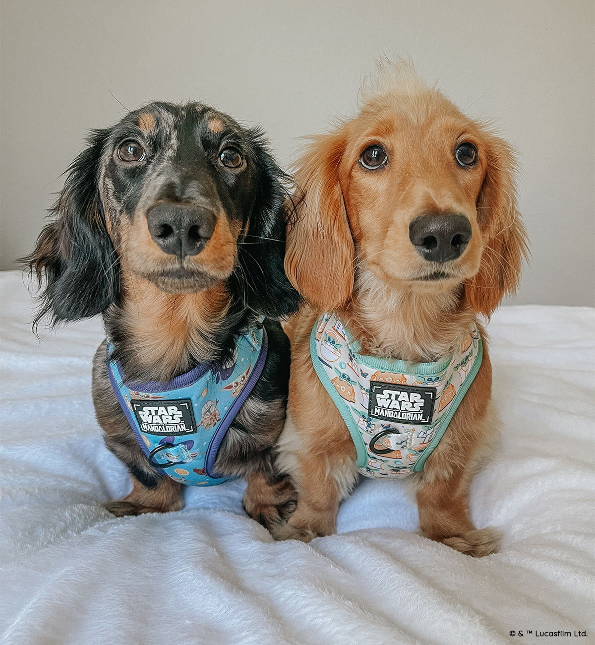 Dog Adjustable Harness - STAR WARS™ The Child™