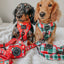 Dog Collar - Jingle Barks