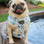 Dog Adjustable Harness - Berry Sassy