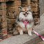 Dog Adjustable Harness - Mean Girls™