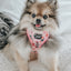 Dog Adjustable Harness - Candy Cane Coquette