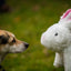 Squooshie™ Bunny Plush Dog Toy