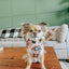 Dog Collar - National Bark