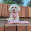 Dog Adjustable Harness - My Melody™