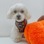 Dog Adjustable Harness - Neon Frights