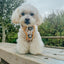 Dog Step-In Harness - Sunflower Dreams