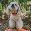 Dog Collar - Pupkin Donuts