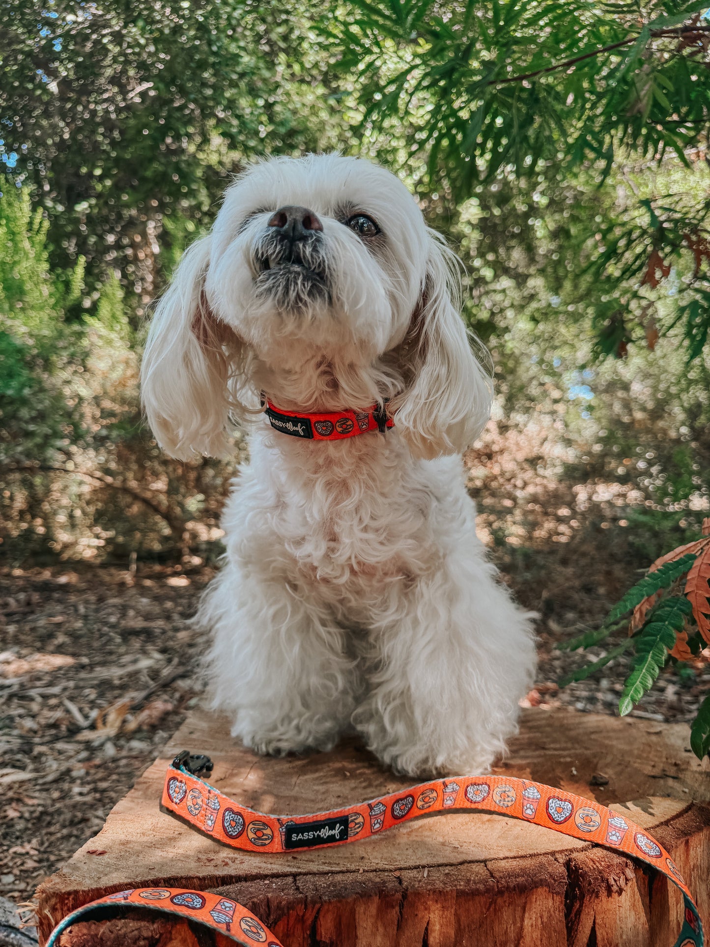 Dog Collar - Pupkin Donuts