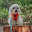 Dog Adjustable Harness - Pupkin Donuts