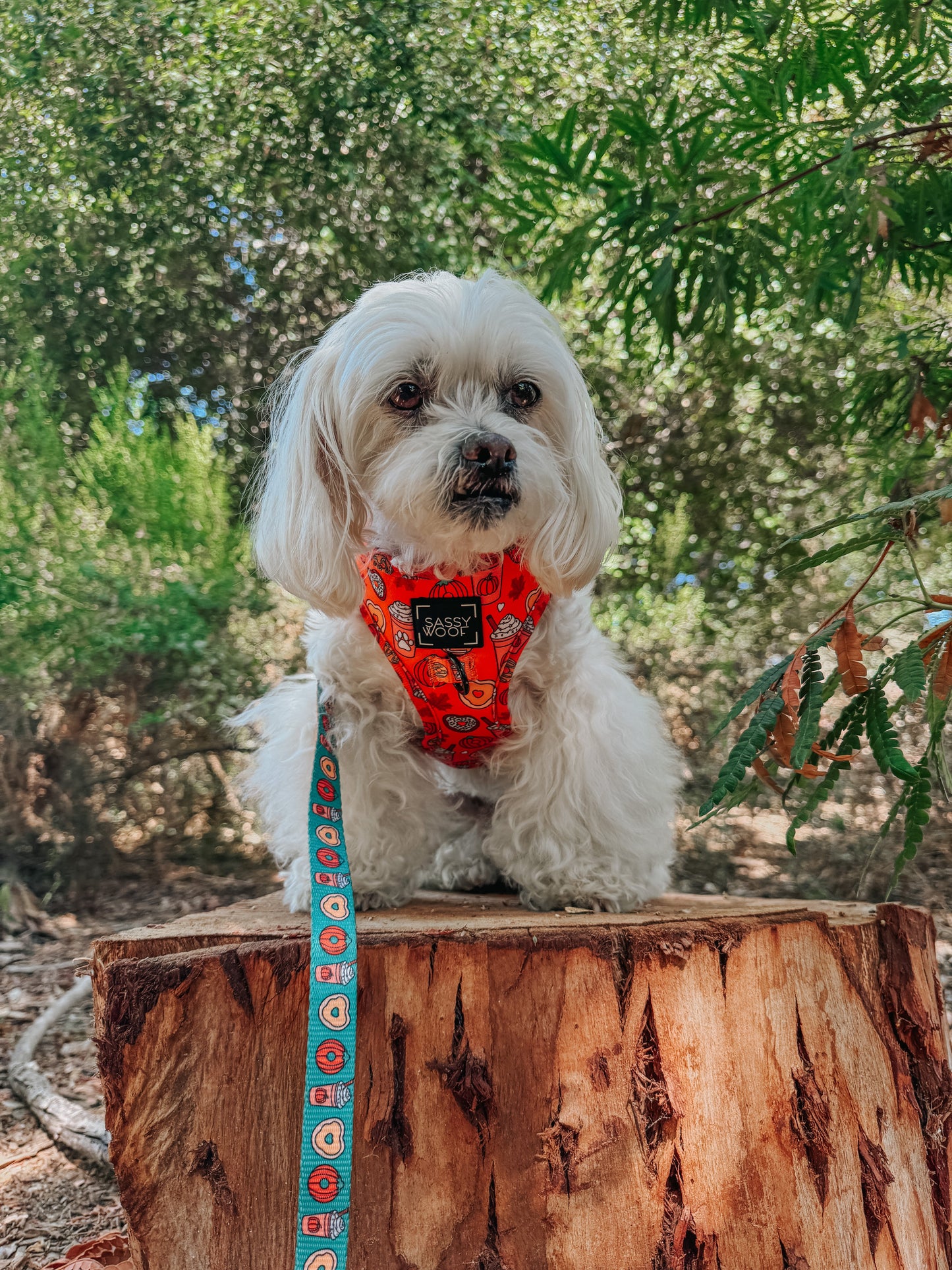 Dog Adjustable Harness - Pupkin Donuts