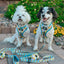 Dog Collar - SpongeBob SquarePants™ Bikini Bottom