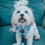 Dog Leash - Disney's Ariel