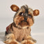 Monkey Hoodie Dog Sweater