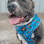 Dog Adjustable Harness - Hot Wheels™