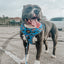 Dog Leash - Hot Wheels™