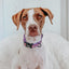 Dog Collar - Willy Wonka & The Chocolate Factory™