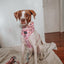 Dog Collar - Out of Office