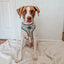 Dog Adjustable Harness - Under the Mistletoe
