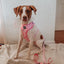 Dog Leash - Strawberry Milk