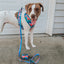 Dog Leash - SpongeBob SquarePants™ and Friends
