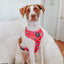 Dog Adjustable Harness - The Powerpuff Girls™ (Love)