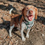 Dog Step-in Harness - Peanuts™ Beagle Scouts