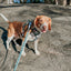 Dog Leash - Peanuts™ Beagle Scouts