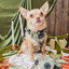 Dog Collar - Matcha
