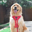 Dog Leash - Merlot