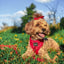 Dog Adjustable Harness - Merlot