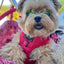 Dog Adjustable Harness - Merlot