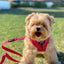 Dog Leash - Merlot