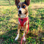 Dog Leash - Merlot