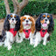 Dog Adjustable Harness - Merlot