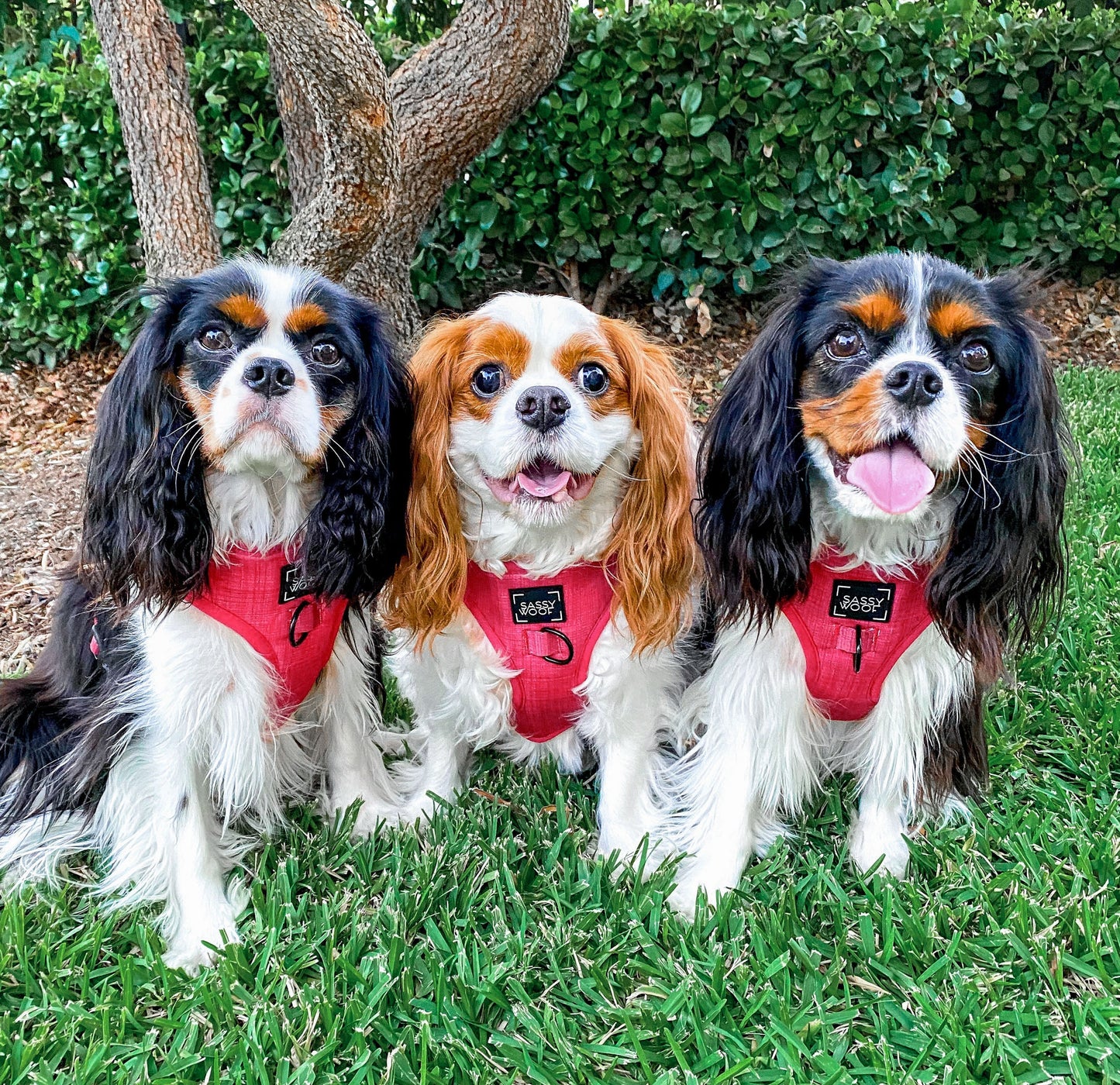 Dog Adjustable Harness - Merlot