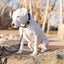 Pro Line Leather Hunting Dog Collar