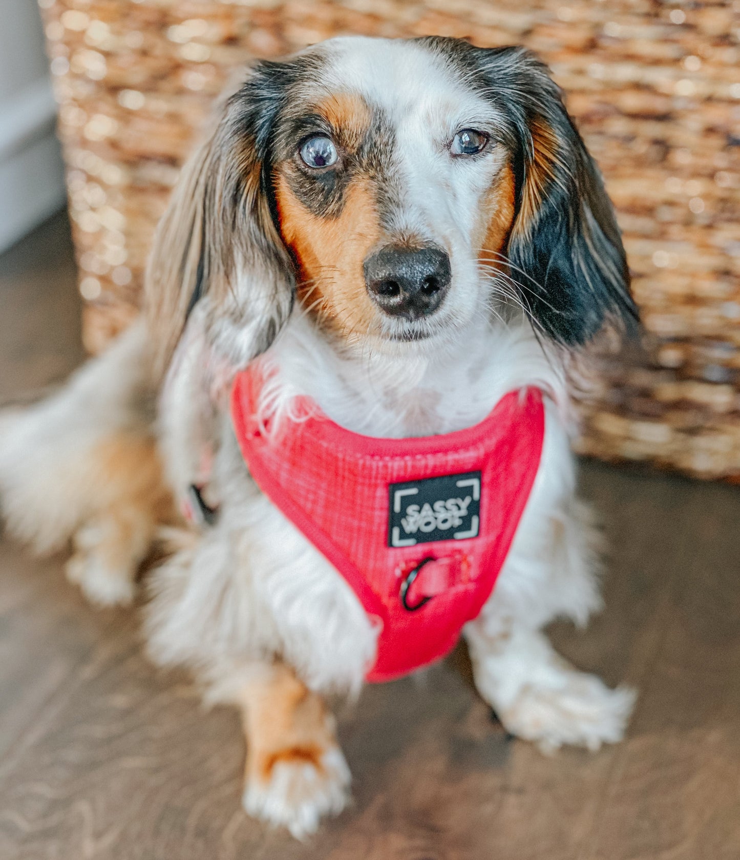 Dog Adjustable Harness - Merlot