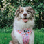 Dog Adjustable Harness - Gilmore Girls™