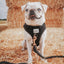 Dog Rope Leash - Noir