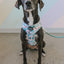 Dog Rope Leash - Mint to Be