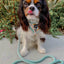 Dog Rope Leash - Mint to Be