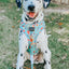 Dog Rope Leash - Mint to Be